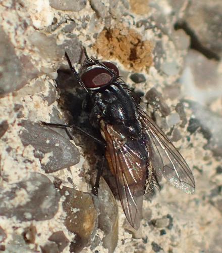 Réf. 198 503 : Musca autumnalis